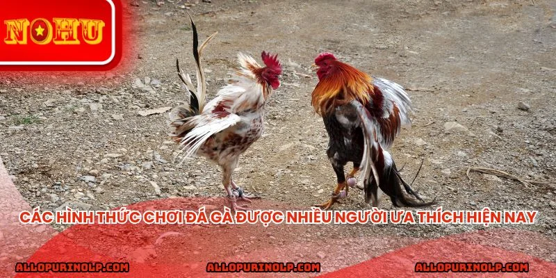 Các hình thức chơi đá gà được nhiều người ưa thích hiện nay