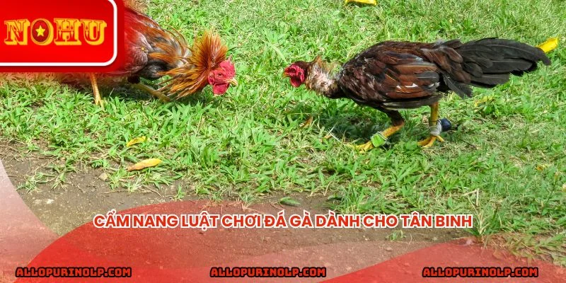 Cẩm nang luật chơi đá gà dành cho tân binh
