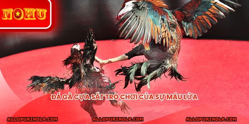 Đá gà cựa sắt trò chơi của sự máu lửa