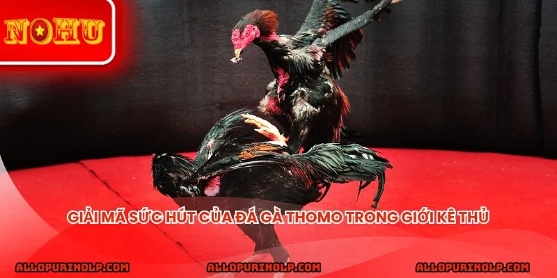 Giải mã sức hút của đá gà Thomo trong giới kê thủ