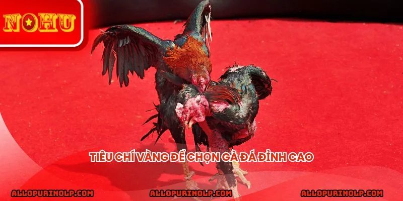 Tiêu chí vàng để chọn gà đá đỉnh cao