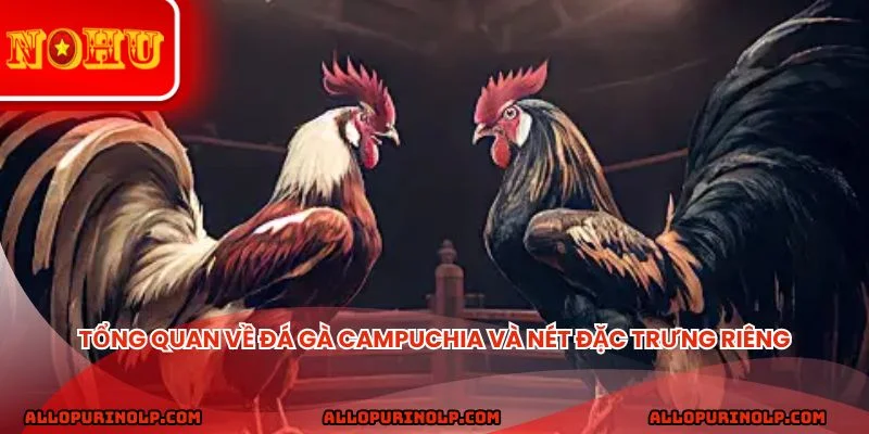 Tổng quan về đá gà Campuchia và nét đặc trưng riêng